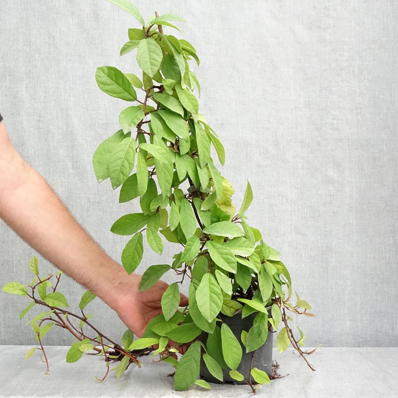 Exemplar von Ficus tikoua Topf mit 2L/3L wie im Sommer geliefert