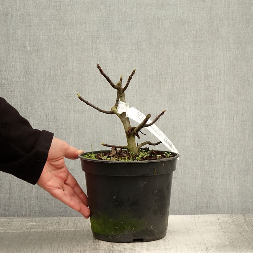 Exemplar von Feige Bornholm's Diamant - Ficus carica Topf mit 4L/5L, Strauch/Busch, mehrstämmig wie im Herbst geliefert