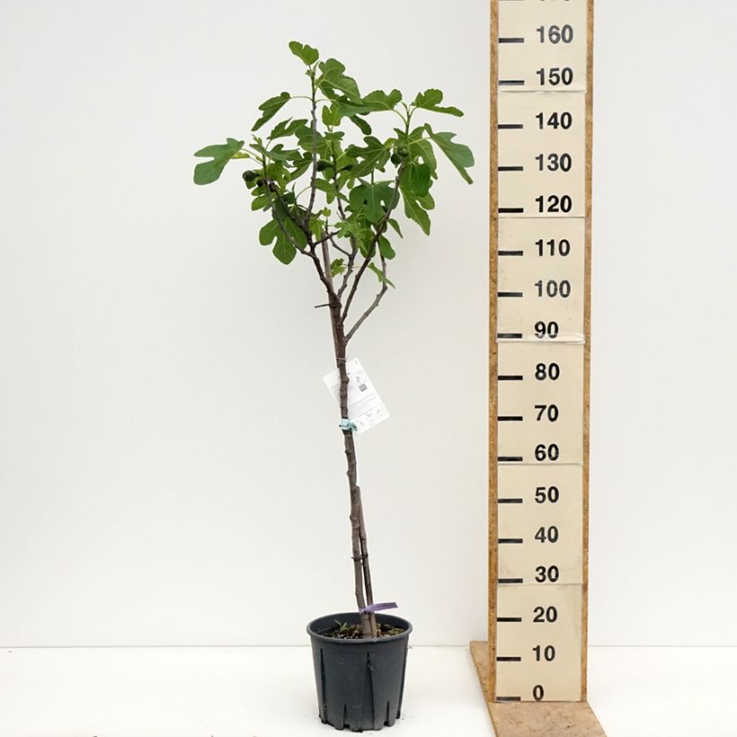 Exemplar von Feige Brown Turkey - Ficus carica Topf mit 7,5L/10L, Halbstamm wie im Frühjahr geliefert