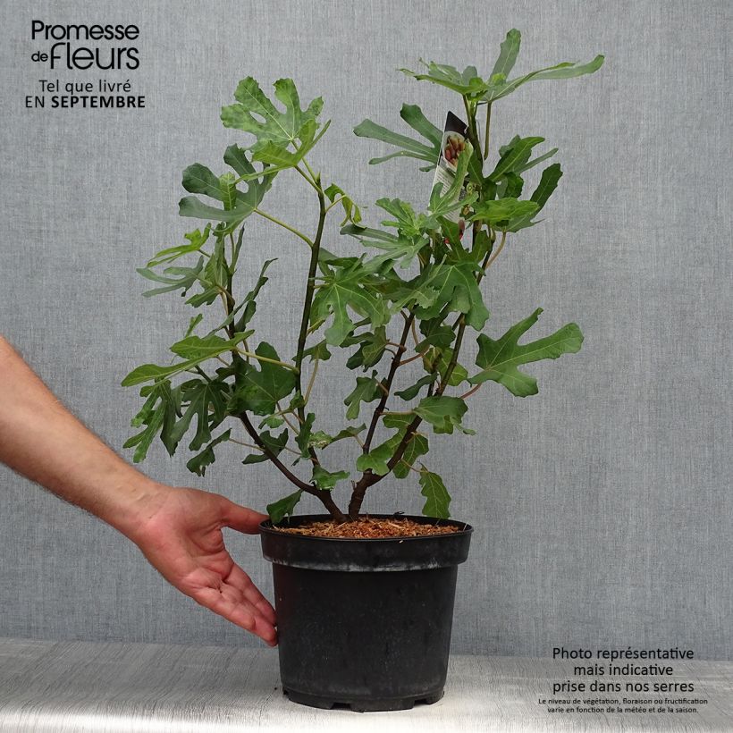 Exemplar von Feige Brown Turkey - Ficus carica Topf mit 4L/5L, Heister wie im Herbst geliefert