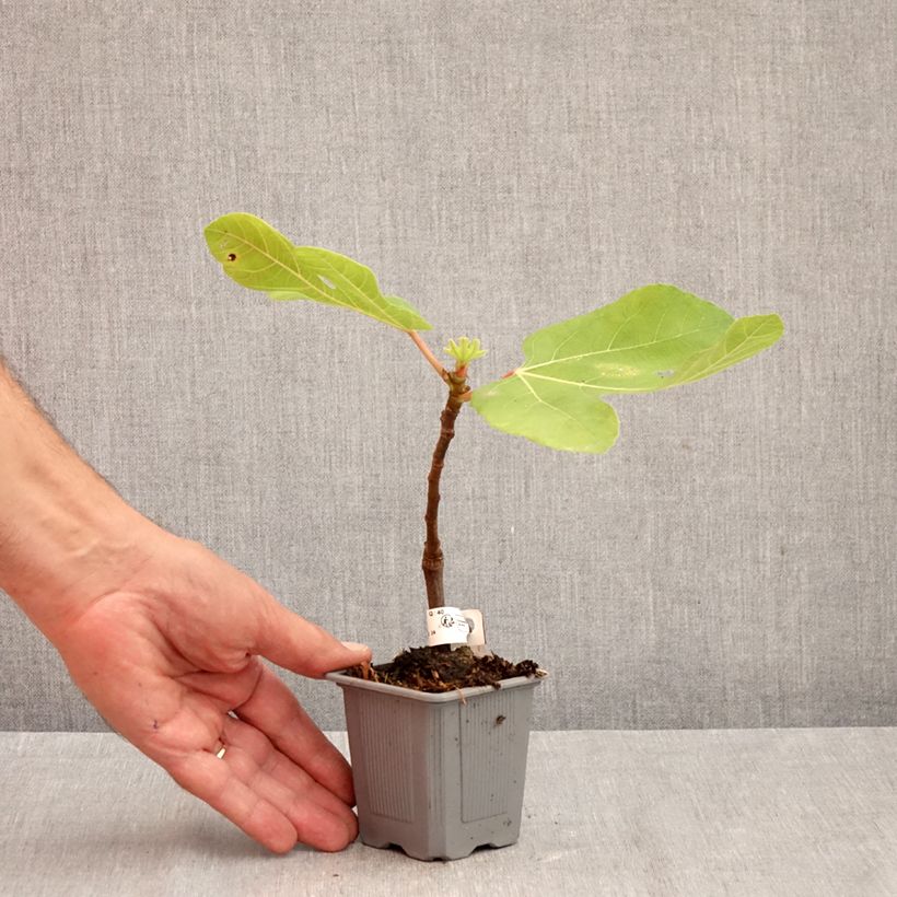 Exemplar von Feige Brown Turkey - Ficus carica Kleine Töpfe von 8/9 cm wie im Herbst geliefert