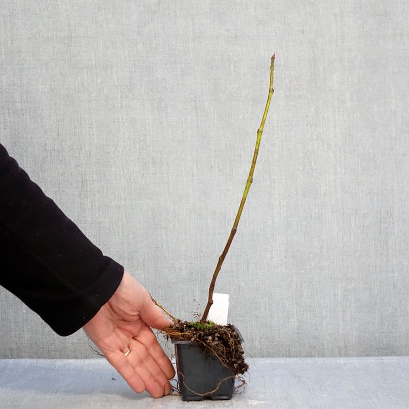 Exemplar von Feige Brown Turkey - Ficus carica Kleine Töpfe von 8/9 cm wie im Winter geliefert