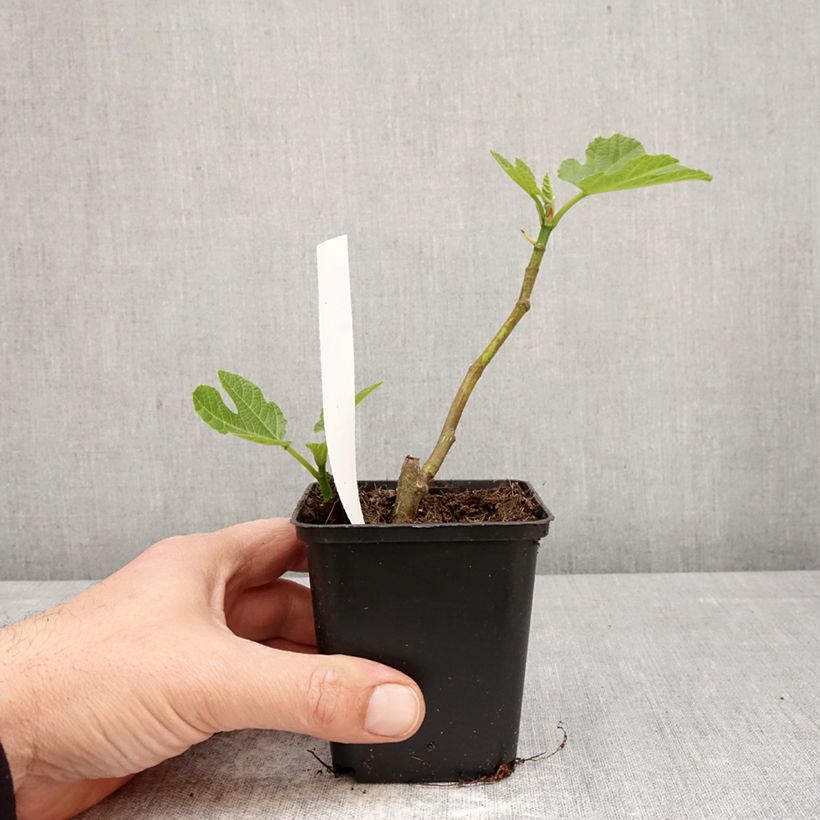 Exemplar von Feige Brown Turkey - Ficus carica Kleine Töpfe von 8/9 cm wie im Frühjahr geliefert