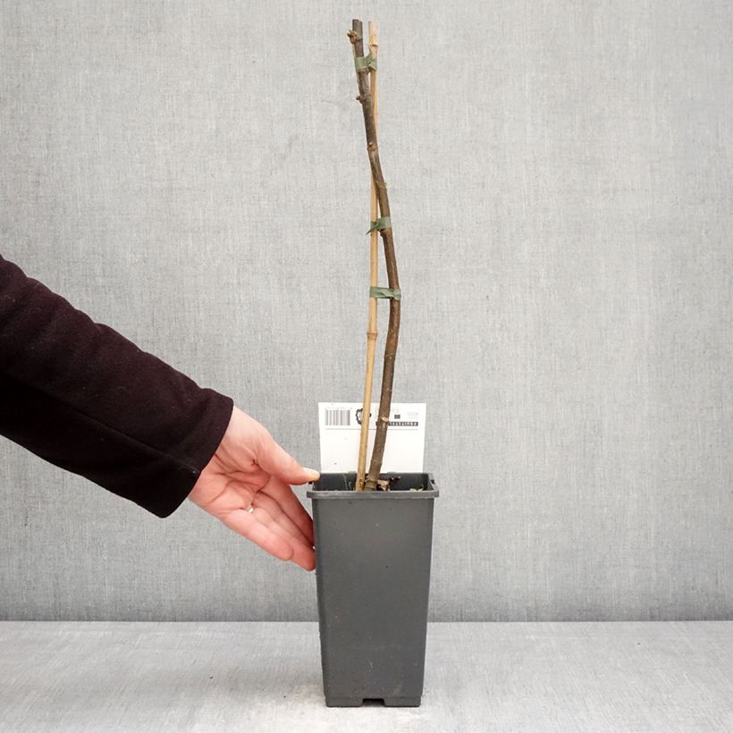 Exemplar von Feige Brown Turkey - Ficus carica Topf mit 1,5L/2L wie im Frühjahr geliefert