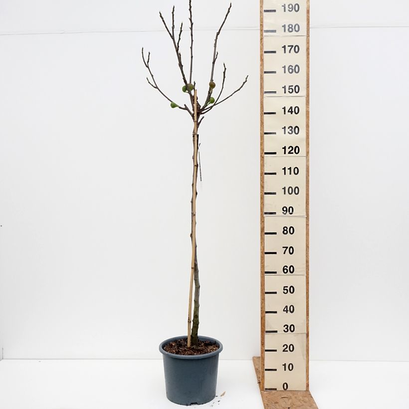 Exemplar von Feige Brown Turkey - Ficus carica Topf mit 7,5L/10L, Halbstamm wie im Herbst geliefert