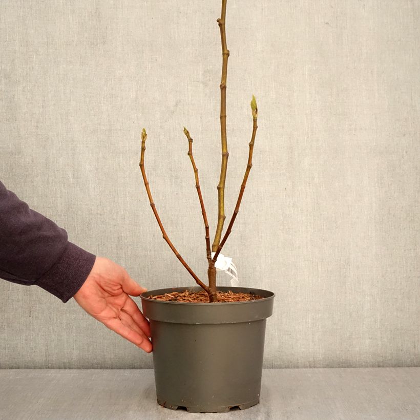 Exemplar von Feige Brunswick - Ficus carica Topf mit 4L/5L, Strauch wie im Frühjahr geliefert
