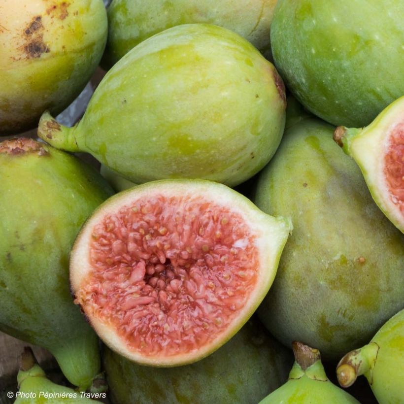 Feige Portogallo - Ficus carica (Ernte)