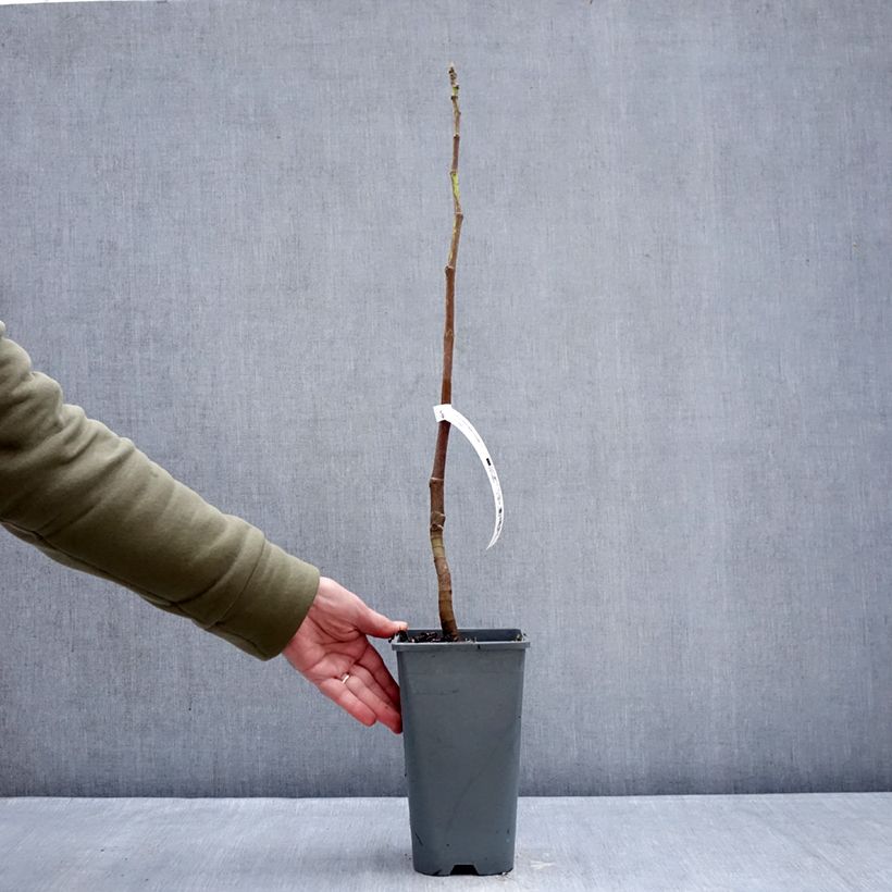 Exemplar von Feige Portogallo - Ficus carica Topf mit 2L/3L, Strauch wie im Winter geliefert