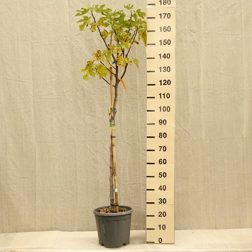 Exemplar von Feige Grise de Tarascon - Ficus carica Topf mit 12L/15L, Halbstamm wie im Herbst geliefert
