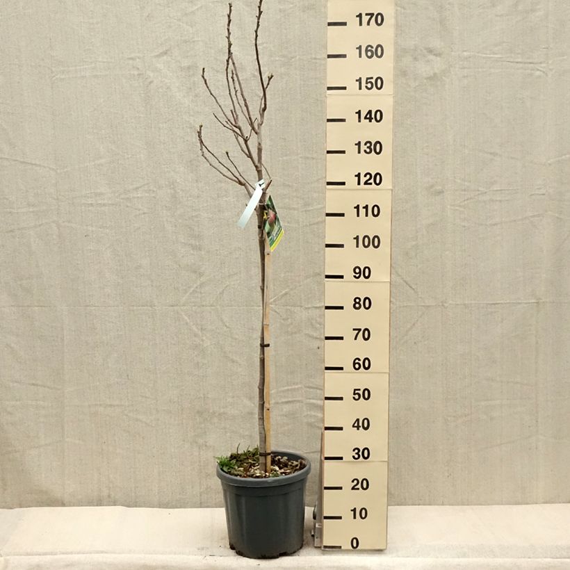 Exemplar von Feige Grise de Tarascon - Ficus carica Topf mit 12L/15L, Halbstamm wie im Frühjahr geliefert