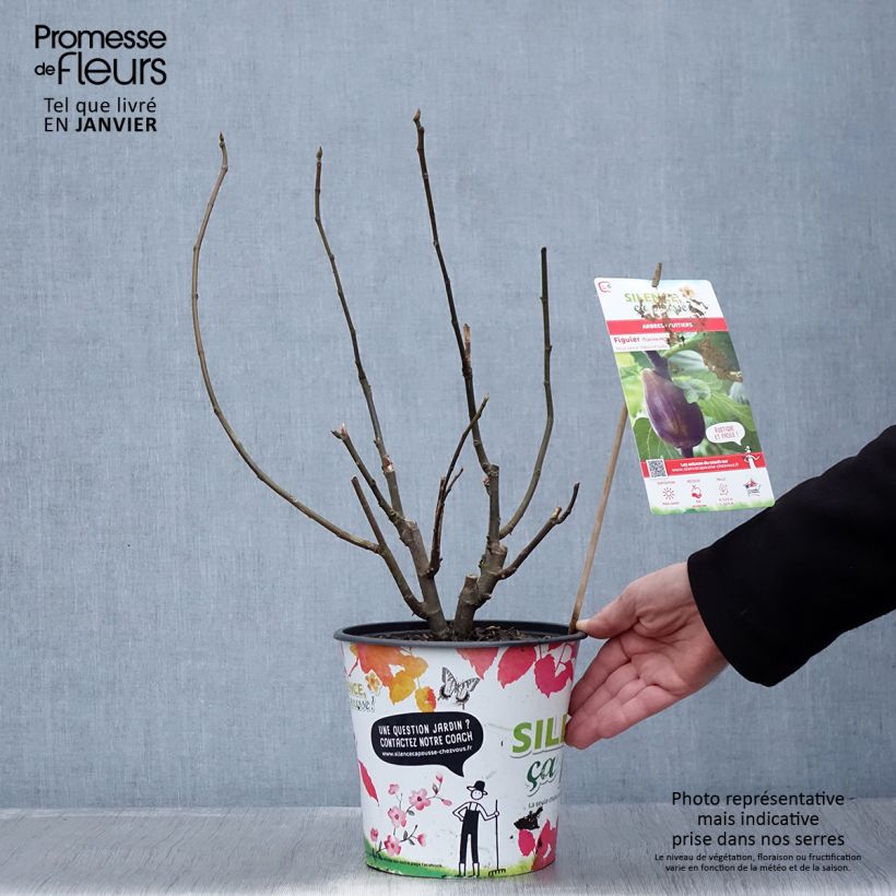 Exemplar von Feige Osborn Prolific - Ficus carica Topf mit 4L/5L wie im Winter geliefert