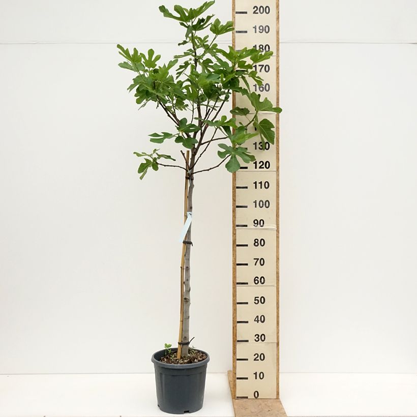Exemplar von Feige Osborn Prolific - Ficus carica Topf mit 12L/15L, Halbstamm wie im Frühjahr geliefert