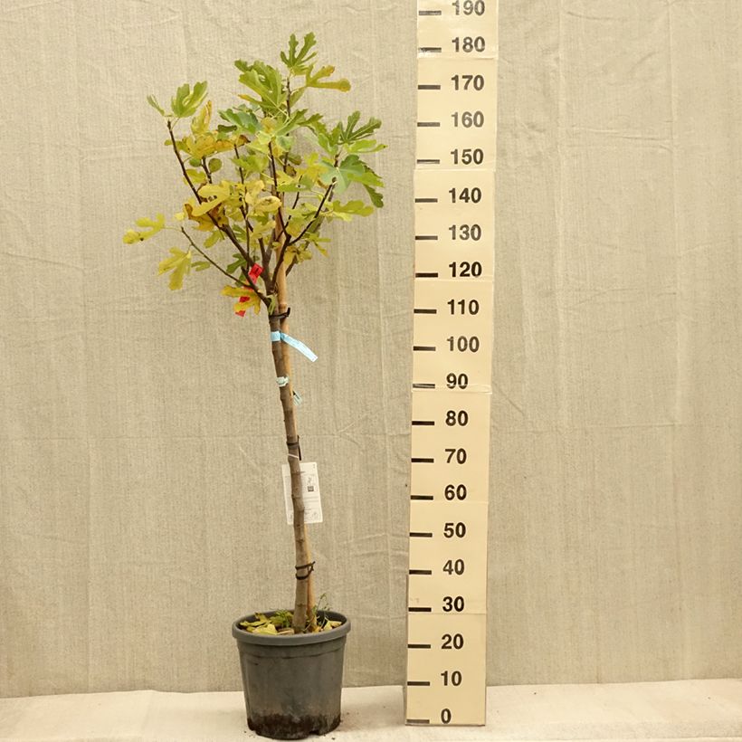 Exemplar von Feige Ronde De Bordeaux - Ficus carica Topf mit 7,5L/10L, Halbstamm wie im Herbst geliefert