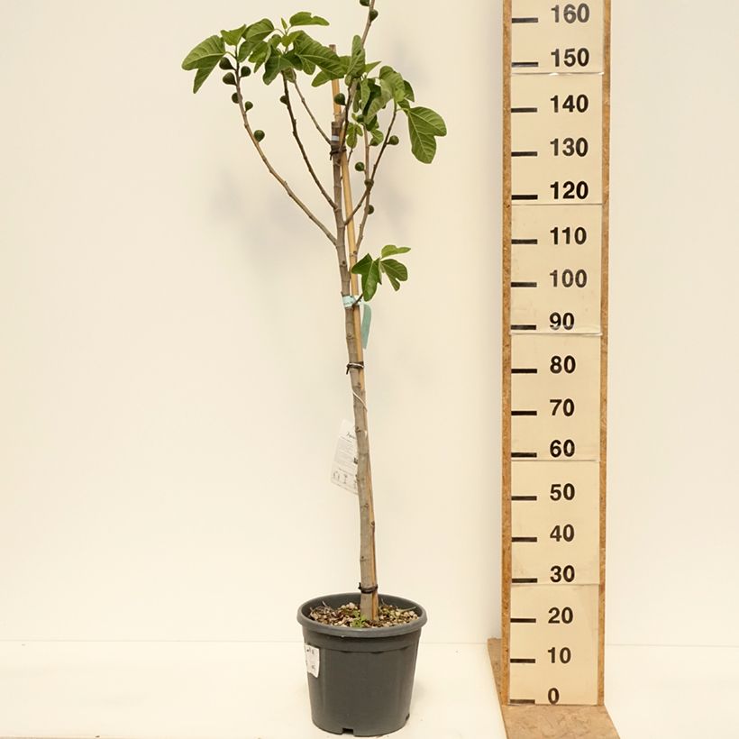 Exemplar von Feige Sucre Vert - Ficus carica Topf mit 12L/15L, Halbstamm wie im Frühjahr geliefert