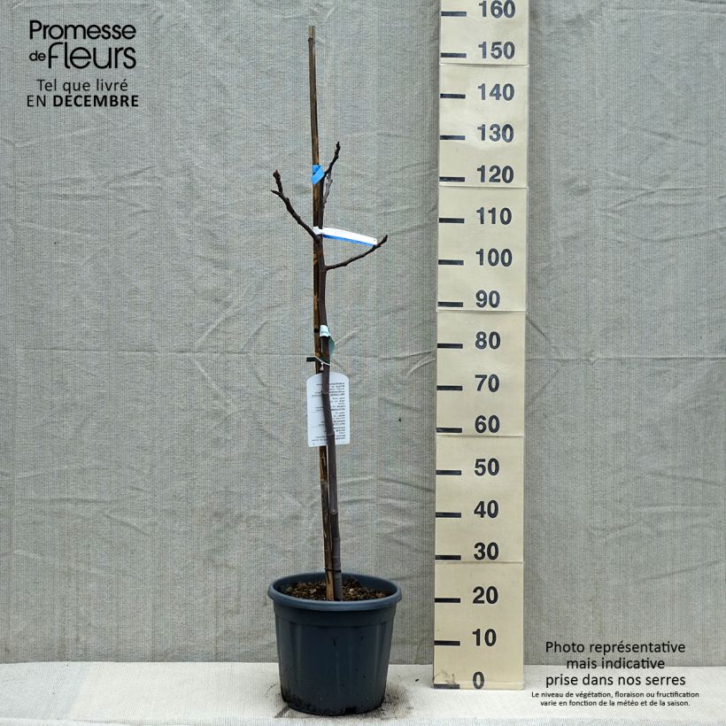 Exemplar von Feige Sultane - Ficus carica Topf mit 12L/15L, Halbstamm wie im Winter geliefert