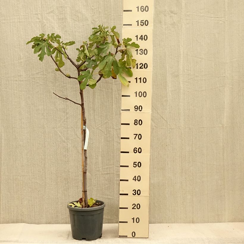 Exemplar von Feige Sultane - Ficus carica Topf mit 12L/15L, Halbstamm wie im Herbst geliefert