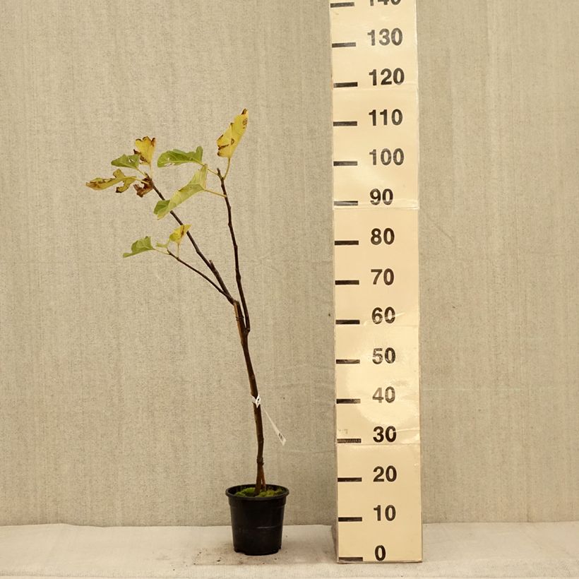Exemplar von Feige Firoma ´Kojufcf´ - Ficus carica Topf mit 2L/3L, Strauch/Busch, mehrstämmig wie im Herbst geliefert