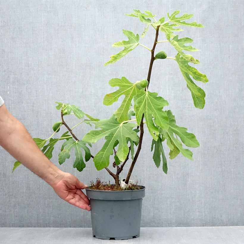 Exemplar von Feige Goutte d'Or - Ficus carica Topf mit 2L/3L wie im Sommer geliefert