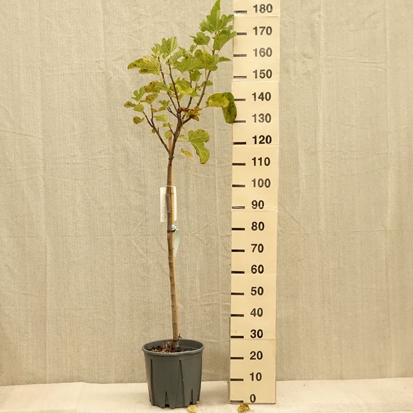 Exemplar von Feige Grise de Saint Jean - Ficus carica Topf mit 12L/15L, Halbstamm wie im Herbst geliefert
