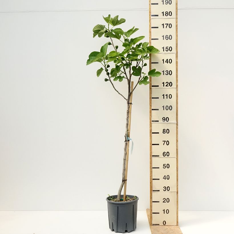 Exemplar von Feige Grise de Saint Jean - Ficus carica Topf mit 12L/15L, Halbstamm wie im Frühjahr geliefert