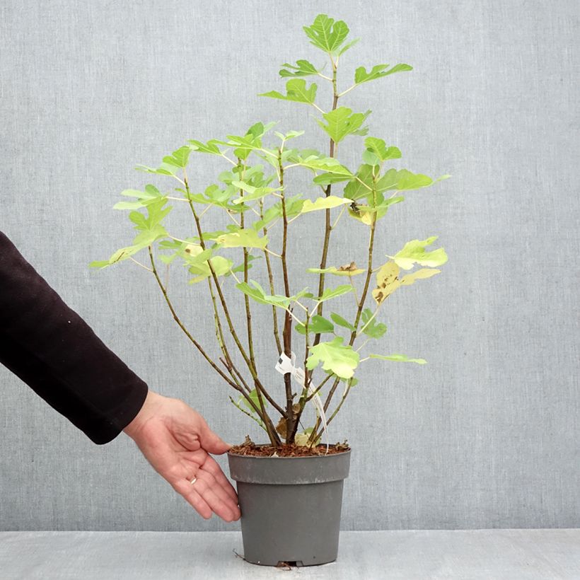 Exemplar von Feige Gustis Ficcolino - Ficus carica Topf mit 2L/3L, Strauch wie im Herbst geliefert