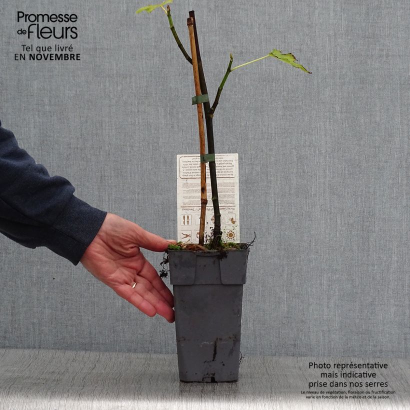 Exemplar von Feige Perretta Gustissimo - Ficus carica Topf mit 2L/3L, Strauch wie im Herbst geliefert