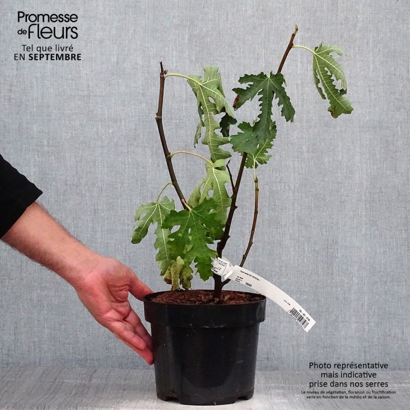 Exemplar von Feige Ice crystal - Ficus carica Topf mit 4L/5L, Heister wie im Herbst geliefert