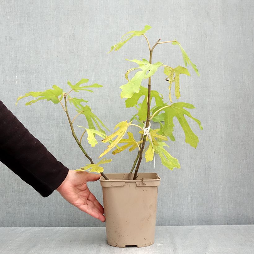 Exemplar von Feige Ice crystal - Ficus carica Topf mit 4L/5L, Strauch wie im Herbst geliefert