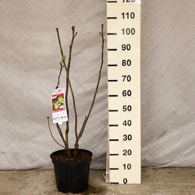 Exemplar von Feige Jannot - Ficus carica Topf mit 7,5L/10L, Halbstamm wie im Frühjahr geliefert
