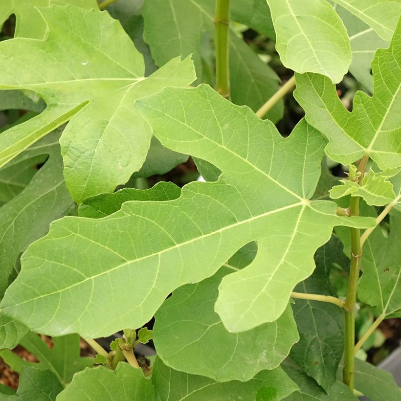 Feige Jordan - Ficus carica (Laub)