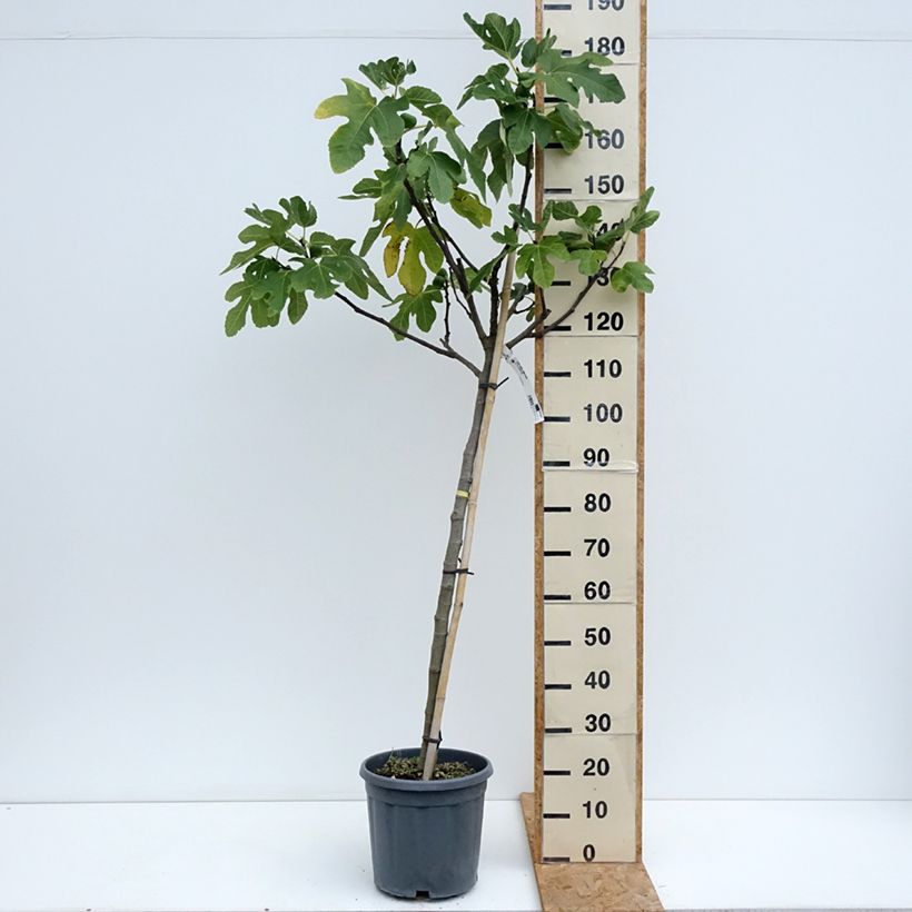 Exemplar von Feige Longue d'Août - Ficus carica Topf mit 12L/15L, Halbstamm wie im Sommer geliefert