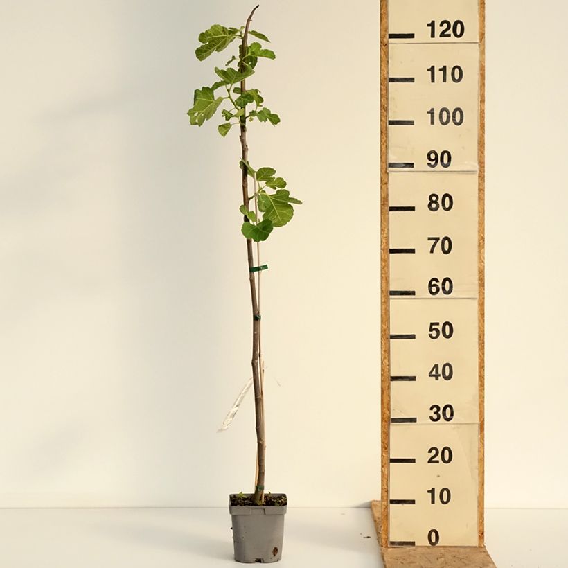 Exemplar von Feige Madeleine des Deux saisons - Ficus carica Topf mit 2L/3L, Heister wie im Sommer geliefert