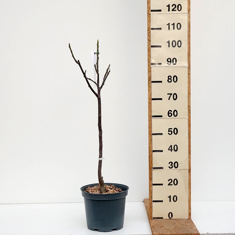 Exemplar von Feige Madeleine des Deux saisons - Ficus carica Topf mit 7,5L/10L, Halbstamm wie im Herbst geliefert