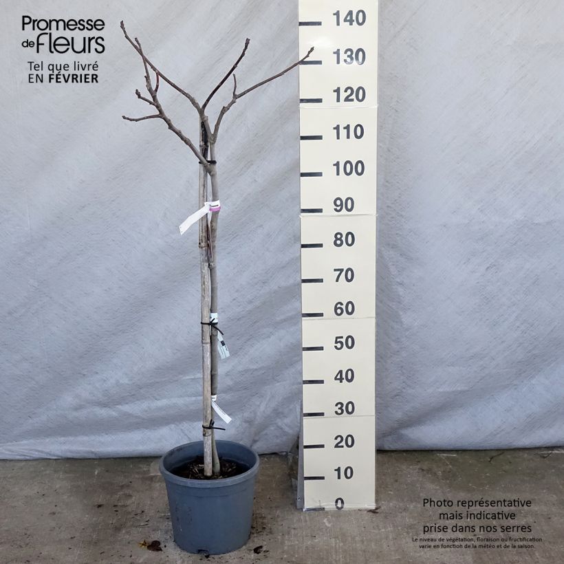 Exemplar von Feige Madeleine des Deux saisons - Ficus carica Topf mit 7,5L/10L, Gobelet-Form wie im Winter geliefert