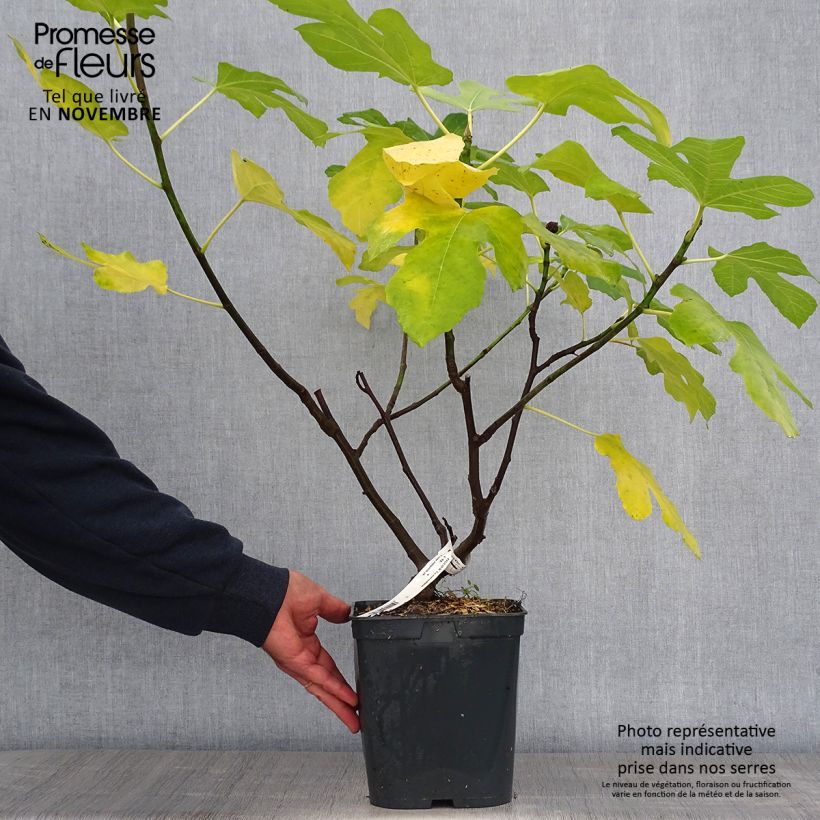 Exemplar von Feige Marseillaise - Ficus carica Topf mit 4L/5L wie im Herbst geliefert