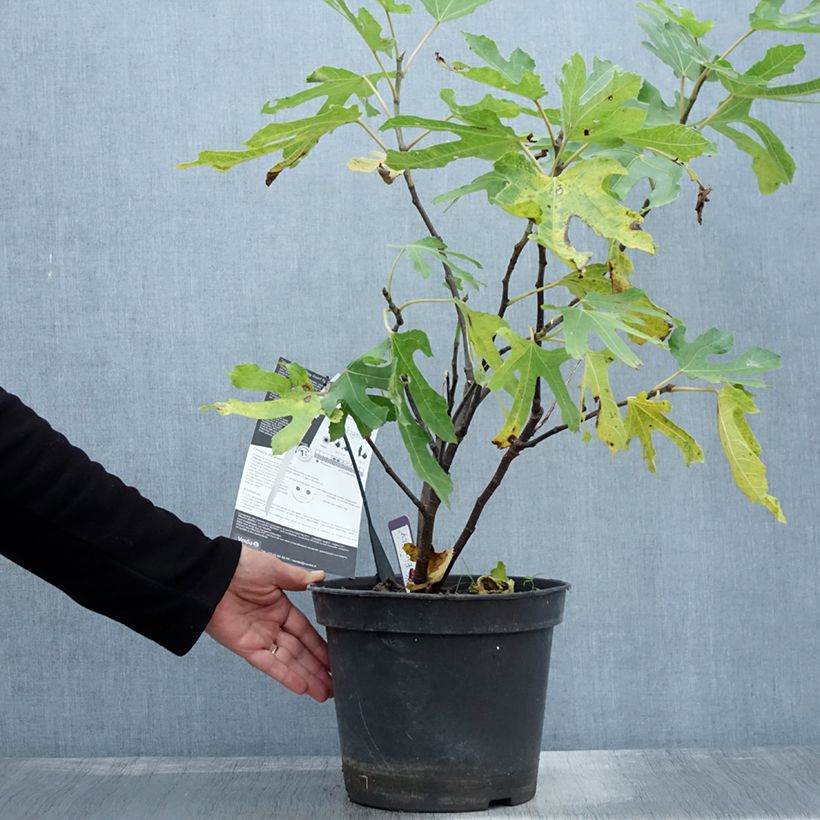 Exemplar von Feige Figality 'Majoam' - Ficus carica Topf mit 7,5L/10L, Strauch wie im Herbst geliefert