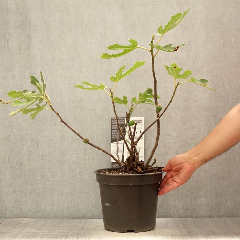 Exemplar von Feige Figality 'Majoam' - Ficus carica Topf mit 7,5L/10L, Strauch wie im Sommer geliefert
