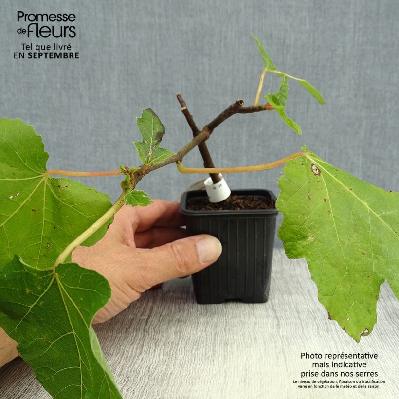 Exemplar von Feige Noire de Bellone - Ficus carica Kleine Töpfe von 8/9 cm wie im Herbst geliefert