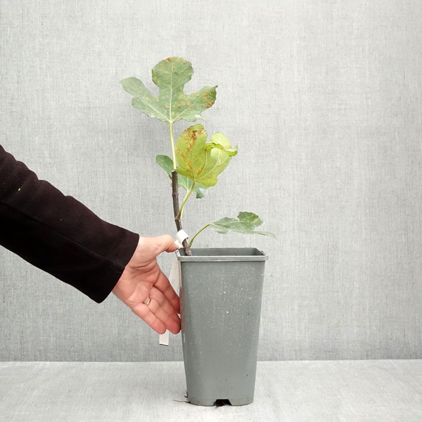 Exemplar von Feige Noire de Bellone - Ficus carica Topf mit 3L/4L, Strauch wie im Herbst geliefert