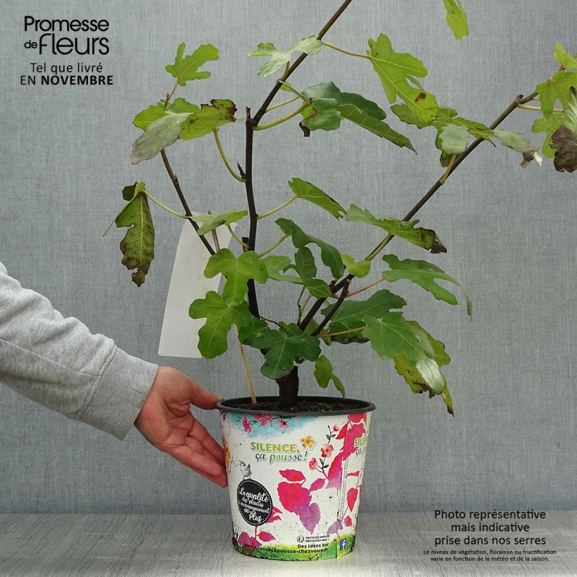 Exemplar von Feige Noire de Caromb - Ficus carica Topf mit 4L/5L, Strauch wie im Herbst geliefert