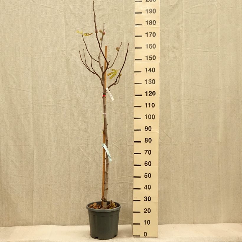 Exemplar von Feige Précoce de Dalmatie - Ficus carica Topf mit 12L/15L, Halbstamm wie im Herbst geliefert