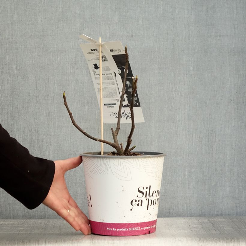 Exemplar von Feige Précoce de Dalmatie - Ficus carica Topf mit 4L/5L, Strauch wie im Herbst geliefert