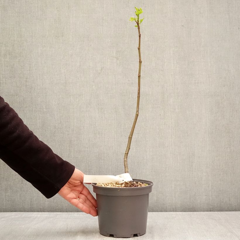 Exemplar von Feige Ronde De Bordeaux - Ficus carica Topf mit 2L/3L wie im Frühjahr geliefert