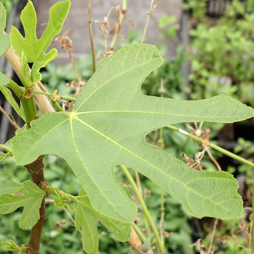 Feige Ronde De Bordeaux - Ficus carica (Laub)