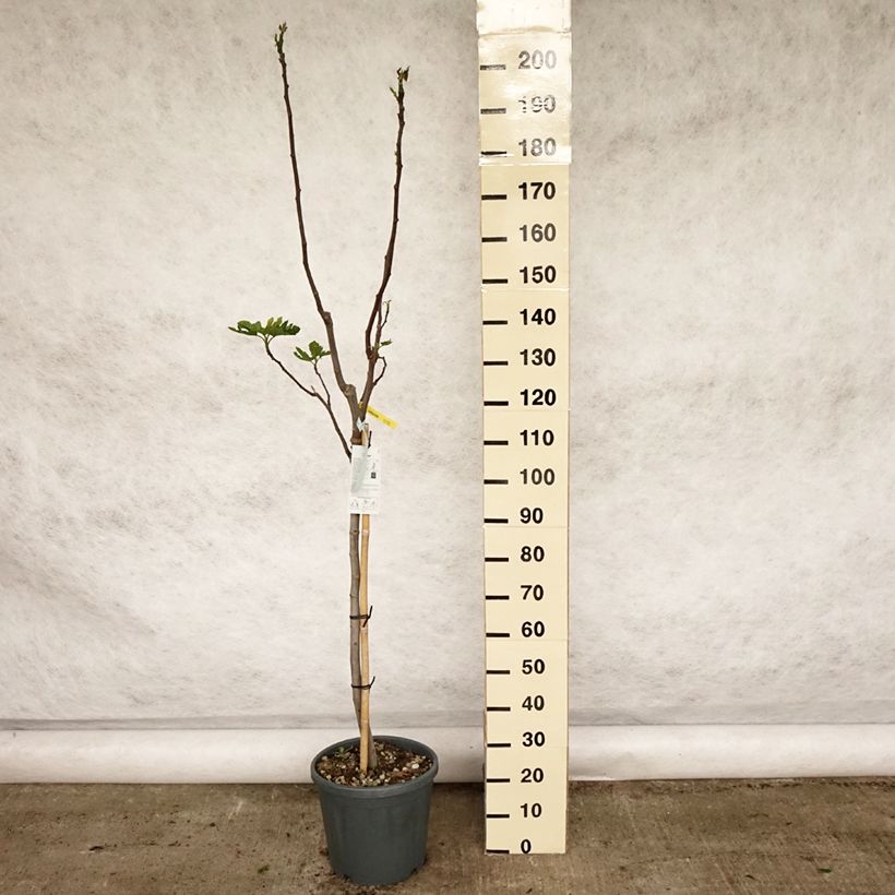 Exemplar von Feige Rouge de Bordeaux - Ficus carica Topf mit 12L/15L, Halbstamm wie im Frühjahr geliefert