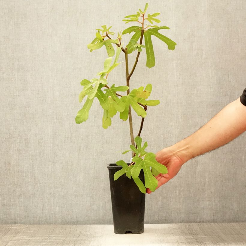 Exemplar von Feige Rouge de Bordeaux - Ficus carica Topf mit 2L/3L wie im Sommer geliefert