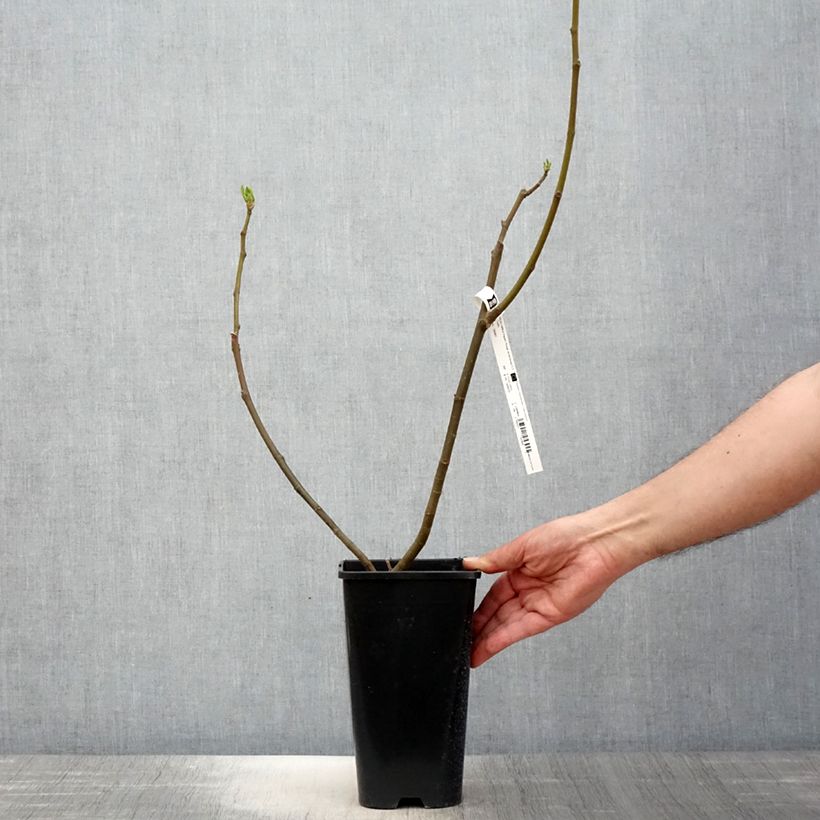 Exemplar von Feige Rouge de Bordeaux - Ficus carica Topf mit 2L/3L wie im Frühjahr geliefert