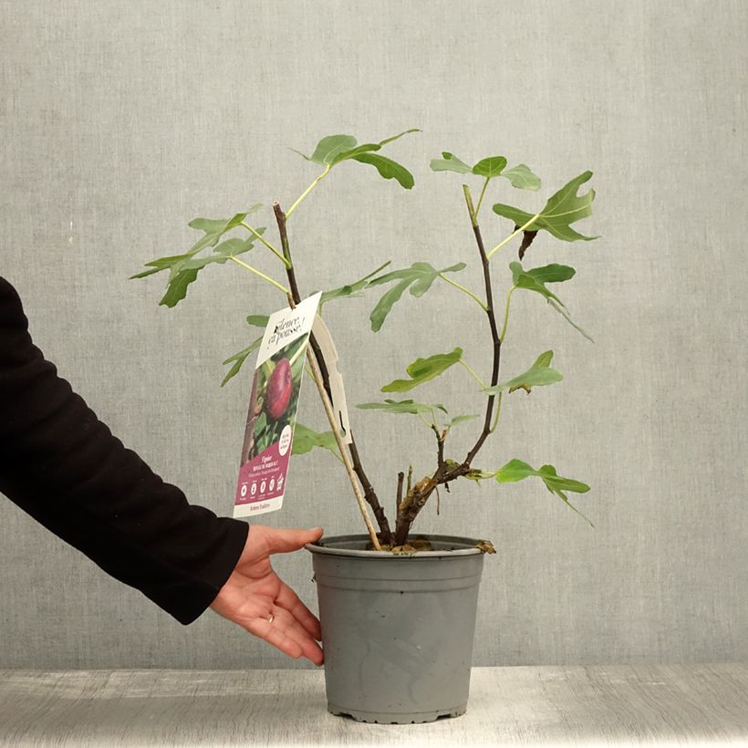 Exemplar von Feige Rouge de Bordeaux - Ficus carica Topf mit 4L/5L, Strauch wie im Herbst geliefert
