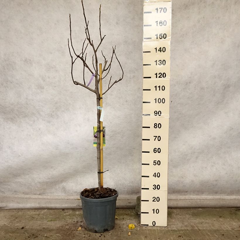 Exemplar von Feige Violette Dauphine (Stengel) - Ficus carica Topf mit 7,5L/10L, Halbstamm wie im Herbst geliefert