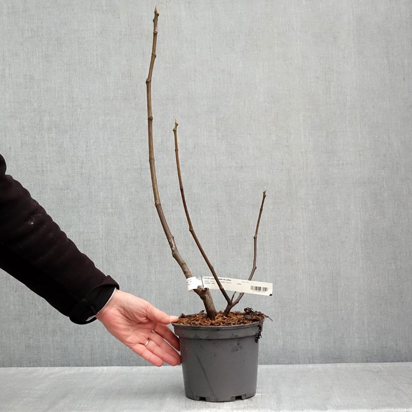 Exemplar von Feige Violette de Sollies - Ficus carica Topf mit 3L/4L, Strauch/Busch, mehrstämmig wie im Herbst geliefert